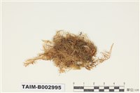 藏品(青苔科)的圖片